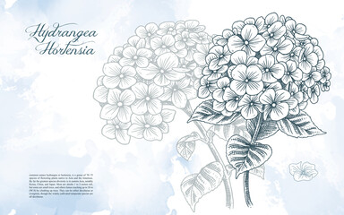 Hydrangea Flower illustration Hand drawn