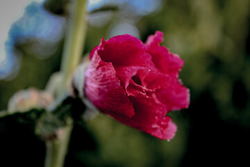 Obraz premium red rose bud
