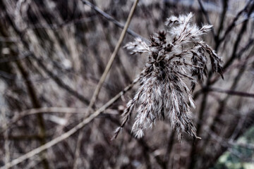 frost on the grass