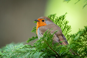 Rotkehlchen
