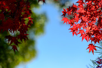 紅葉の紅葉