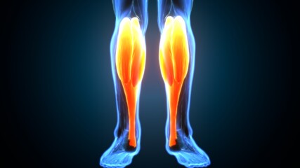 3d illustration of human body gastrocnemius muscle anatomy