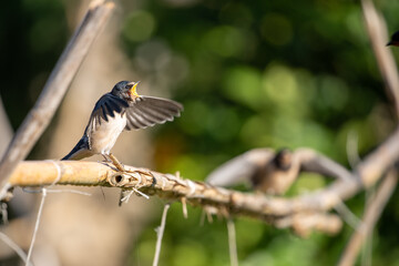 Schwalbe bettelt um Futter