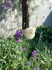 Butterfly on lavender