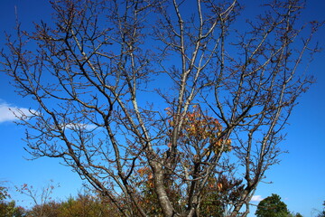 Obraz premium オカメザクラ（秋10月の落葉後に撮影）