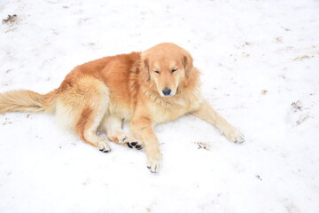 golden retriever playing in snow