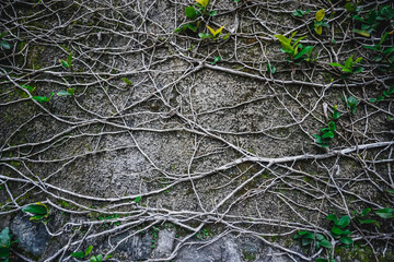 Nature takes its toll. Plants grow on a concrete wall