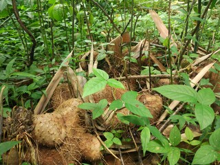 photo of gadung plants in the forest