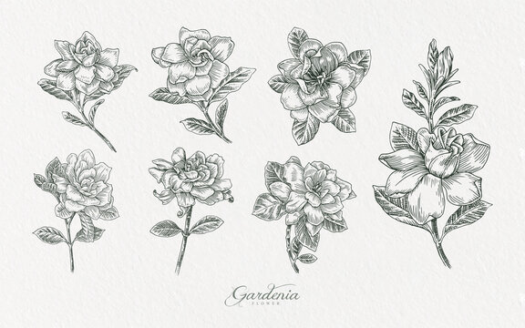 gardenia flower line art illustration hand drawn assets