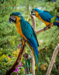 blue and yellow macaw