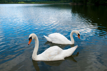 Fototapeta premium white swans group on the lake swim well under the bright sun