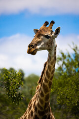 giraffe bull close up
