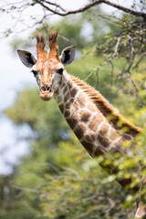 Giraffe calf