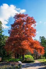 京都府立植物園　ヌマスギの紅葉