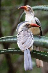 southern red-billed hornbill chick