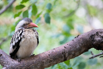 southern red-billed hornbill chick