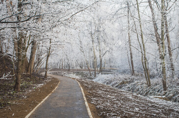 Piękny zimowy krajobraz zimowy drzewa i szron