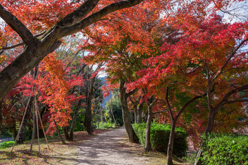 京都　大覚寺　大沢池を一周する遊歩道の紅葉