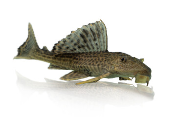 aquarium fish  Pleco isolated on white backgroun, cleaner fish 