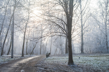 Piękny zimowy krajobraz zimowy drzewa i szron