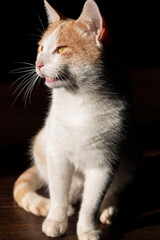 Obraz premium white cat with red spots in contrasting light