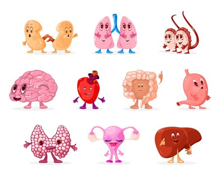 Funny collection of body organs, brain, intestine, heart, lungs, liver, thyroid gland, testicles, uterus and ovary, stomach and kidneys. Vector anatomical system isolated on white background