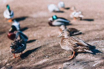 Fototapeta premium Wild duck. Duck close-up on the background of other ducks.
