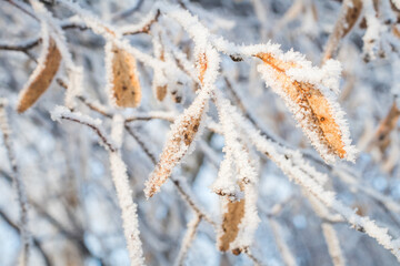 Piękny zimowy krajobraz zimowy drzewa i szron - obrazy, fototapety, plakaty