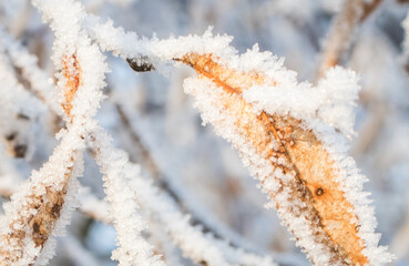 Piękny zimowy krajobraz zimowy drzewa i szron