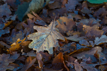 Nature autumn sunny day outdoor