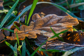 Nature autumn sunny day outdoor