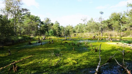 Obraz premium Moorlandschaft in Deutschland. Pietzmoor am Abend