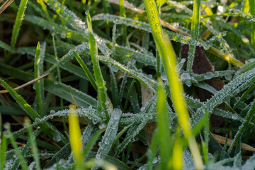 Nature autumn sunny day outdoor