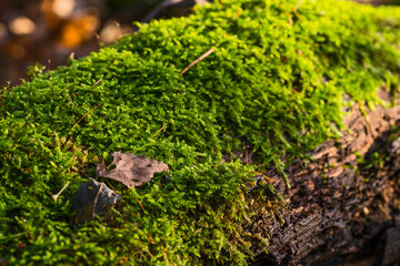 Nature autumn sunny day outdoor