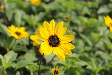 beautiful sun flower in israel 