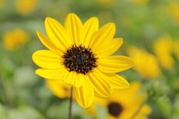 beautiful sun flower in israel 