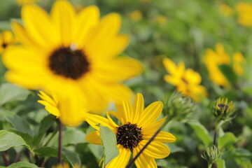 Obraz premium beautiful sun flower in israel 