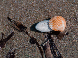 seashell on the beach