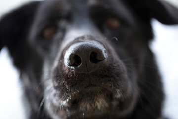 Black German shepherd and Labrador mix