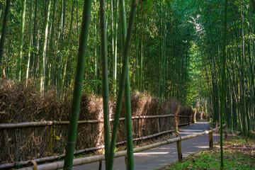 京都　嵯峨野の竹林の道