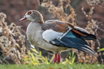 Nilgans Porträt