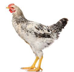 one gray rooster isolated on white background, studio shoot