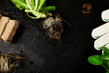 Flat lay of Gardening tools, basil, eco flowerpot, soil on black background.
