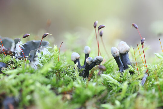 Holwaya mucida, known as the Tilia fungus