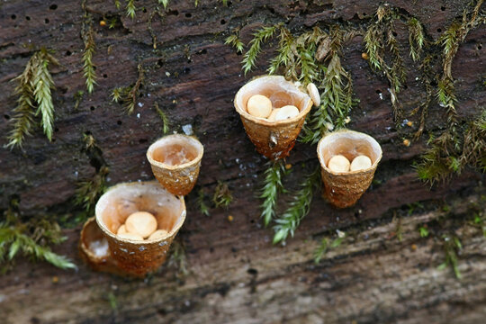 Crucibulum laeve, known as common bird's-nest fungus or bird's nest, wild fungus from Finland