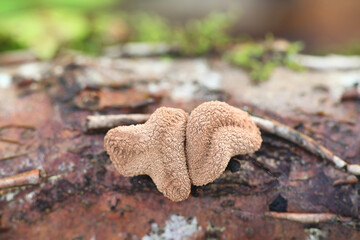Encoelia furfuracea, known as spring hazelcup, wild fungus from Finland