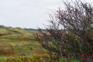 Beeren Heidelandschaft