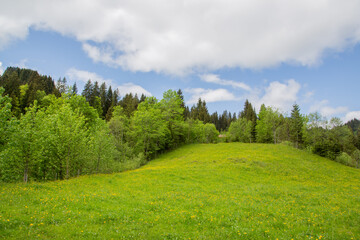 Fototapeta na wymiar A green meadow, forest and blue sky