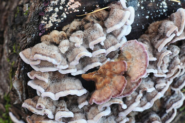 Chondrostereum purpureum, commonly known as the silverleaf fungus, used as a biological control agent for stump sprouting