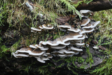 Bjerkandera adusta, known as the smoky bracket, wild fungus from Finland